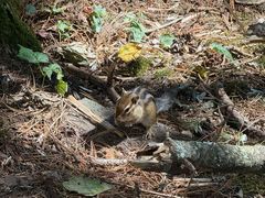 -五营红松林海景区