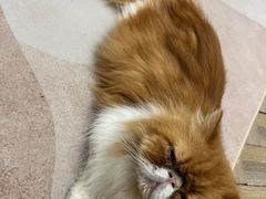 -酷豆宠物咖啡·宠物美食·撸猫馆