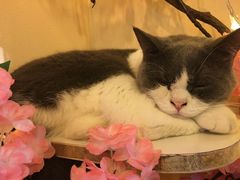 -李小姐の猫咖啡馆(五角场店)