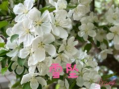 -海棠花溪(元大都城垣遗址公园)