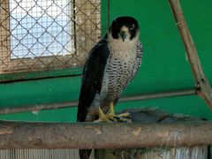 -西霞口神雕山野生动物世界