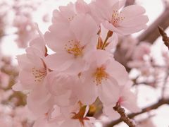 -高东镇樱花园