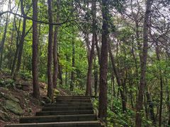 -铁山坪森林公园