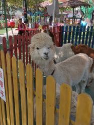 -萌宠亲子动物乐园(槐房万达店)