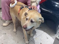 -FAELING PETS美天灵宠物(合生汇店)