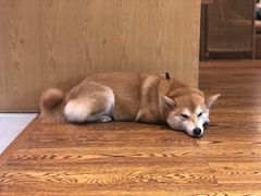 -柴务处·柴犬主题狗咖