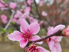 -武汉紫薇都市田园