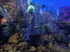 -上海海洋水族馆