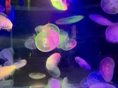 -太平洋海底世界