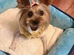 -爱侣宠医·鹦鹉专科·小型哺乳类·异宠专科(灵石路店)