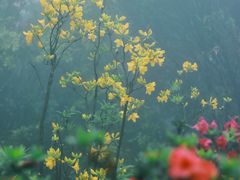 -梧桐山风景名胜区