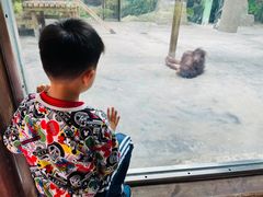 -上海野生动物园老虎餐厅