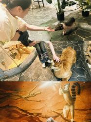 -Zoolung Zoolung动物主题公园(海信广场店)