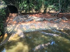 -海南热带野生动植物园