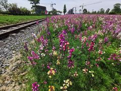 -歌斐颂巧克力小镇