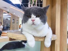-猫和宫(六道口店)