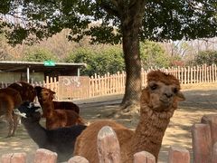 -上海野生动物园