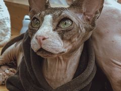 -猫小院猫主题咖啡厅(北锣店)