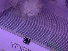 -喵百万·布偶·蓝金金渐层英短·猫舍(百子湾店)