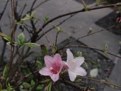 -望江楼公园