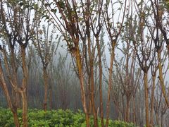 -北海金海湾红树林生态旅游区