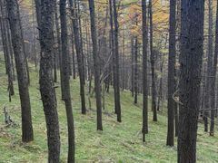 -苏木山森林公园