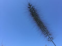 -武清南湖绿博园