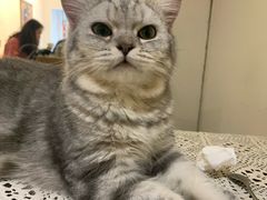 -猫友咖啡店(玉林西路店)