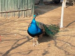 -西霞口神雕山野生动物世界