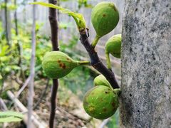 -迪茵湖田家舍生态农场