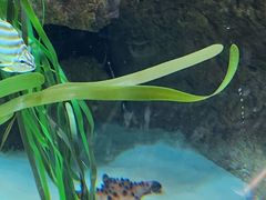 -西雅图水族馆