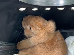 -爱侣宠医·鹦鹉专科·小型哺乳类·异宠专科(灵石路店)