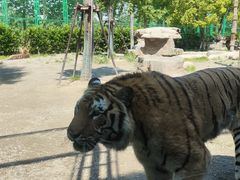 -上海野生动物园老虎餐厅