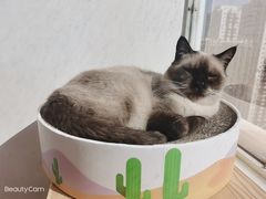 -Heymao猫咖.咖啡厅(东门店)