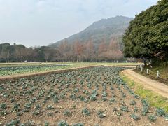 -八卦田遗址公园