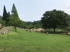 -神户市立六甲山牧场