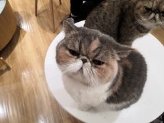-滚猫咖啡·猫咖·猫友好撸猫(未来城店)