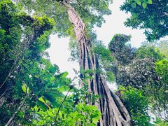 -西双版纳原始森林公园