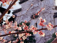 -上海辰山植物园