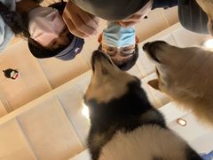 -南京Hallo宠物乐园·哈罗犬舍·柴犬繁育基地