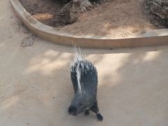 -石家庄市动物园