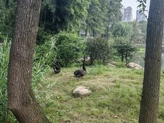 -武汉动物园
