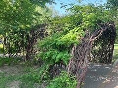 -莲花池公园