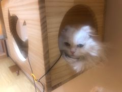 -Pets First伊珊娜洗护·精致美容·家庭式寄养(新会路店)