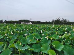 -梁鸿国家湿地公园