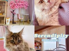 -Sweet cat·星愿猫咖(国贸大厦店)
