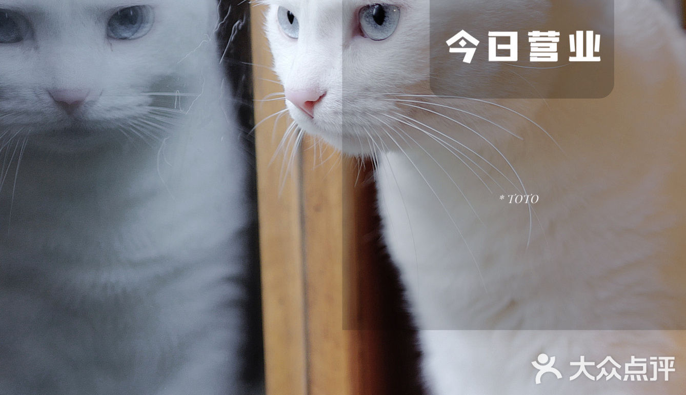 COTD｜门前生活提案·理想中美好样子咖啡生活🐈
