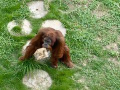 -西霞口神雕山野生动物世界