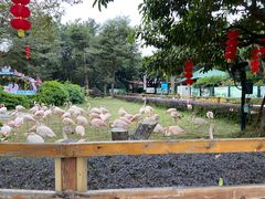 -广州长隆飞鸟乐园