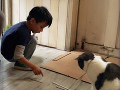 -海边的猫和咖啡馆